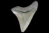 Juvenile Megalodon Tooth - Georgia #99160-1